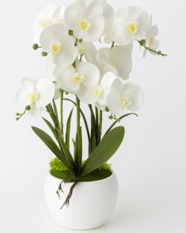 Serenity Bloom – White Orchid Harmony