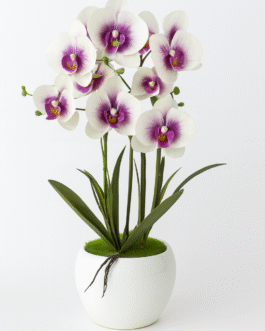 Velvet Bloom Orchid Elegance